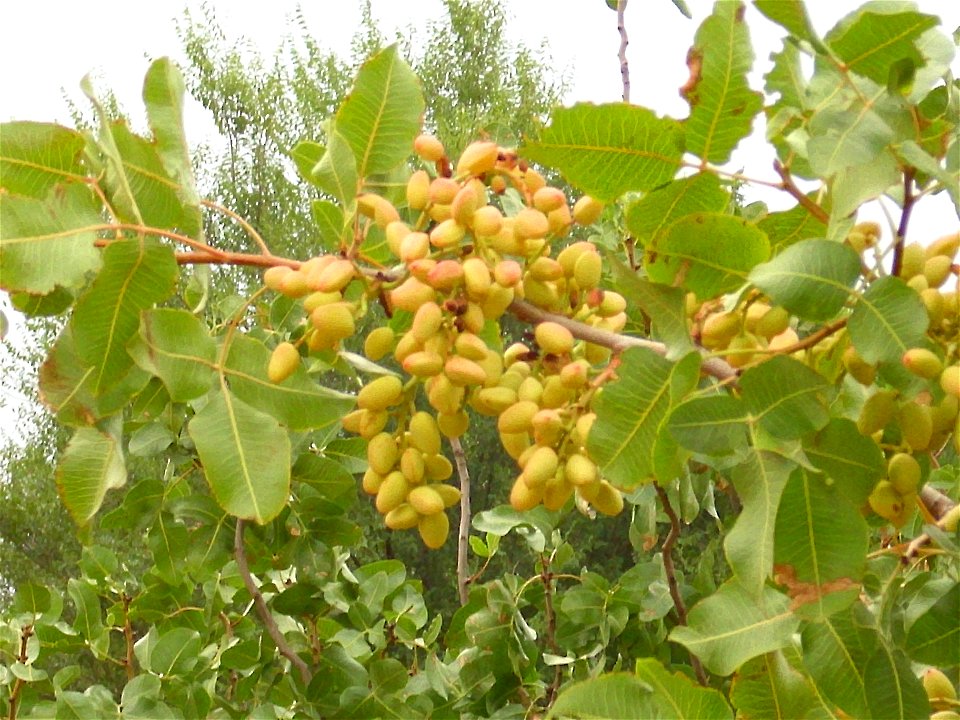 Pistacia vera fruits, Campo de Calatrava, Spain