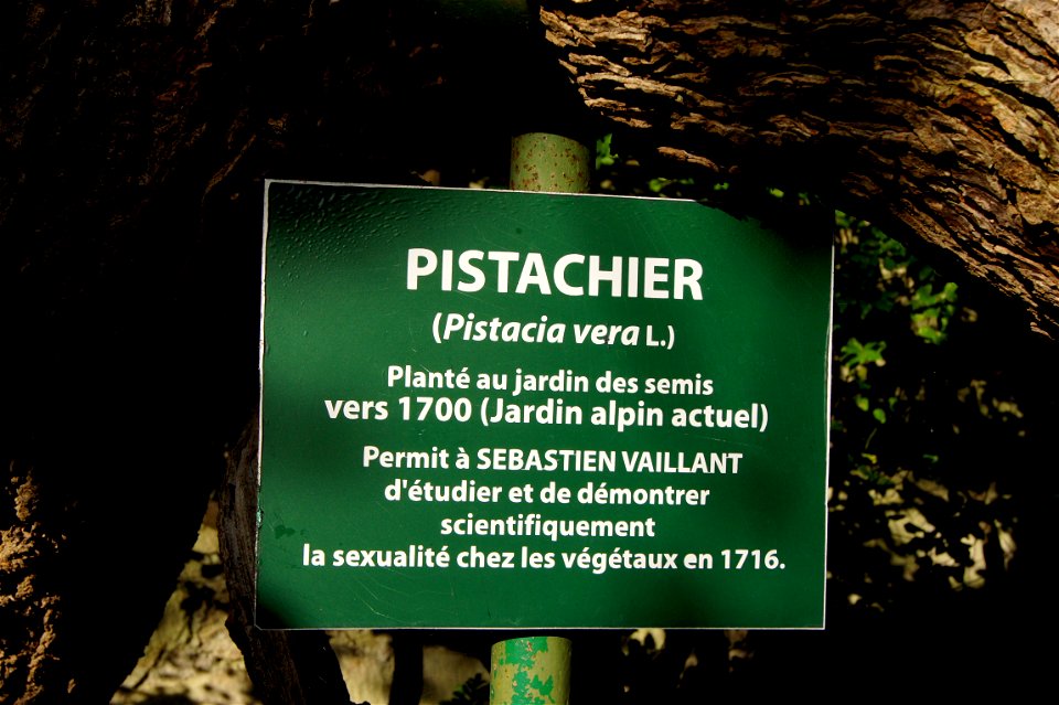 Plaque concerning File:Pistacia vera L.1702.jpg
