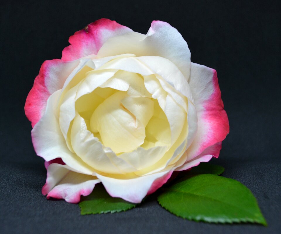 Bloom flower beauty