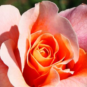 Dieter hausen marie height single flower