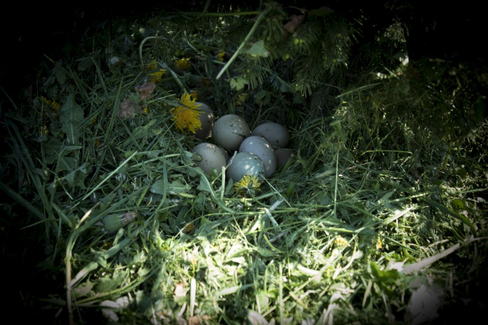 Nature pheasant eggs pheasant