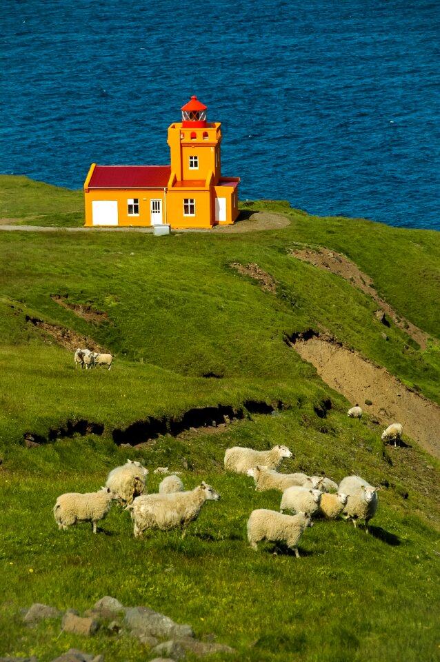 Maritime water sheep