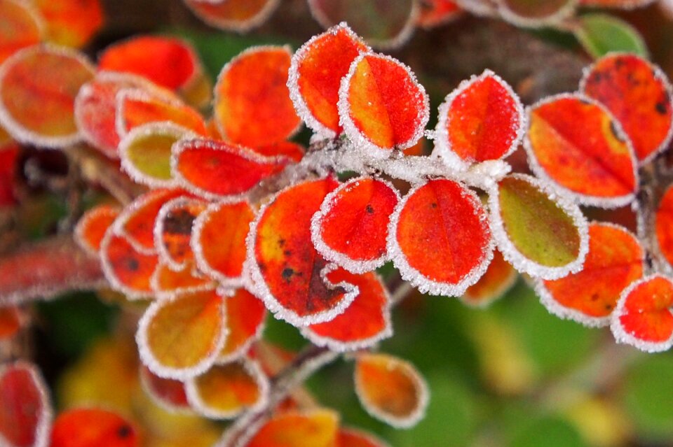 Frozen hoarfrost eiskristalle