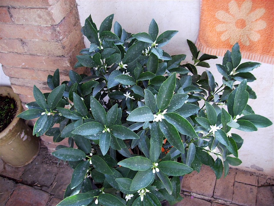 Foliage of Fortunella japonica, syn: Citrus japonica, the Kumquat.