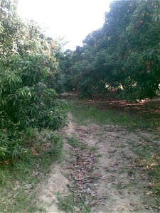 Lichi Orchards of Rampurwa Mehsi