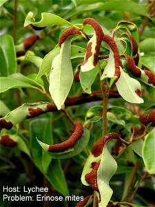 Erinose mites (Aceria litchii) on lychee (Litchi sinensis).