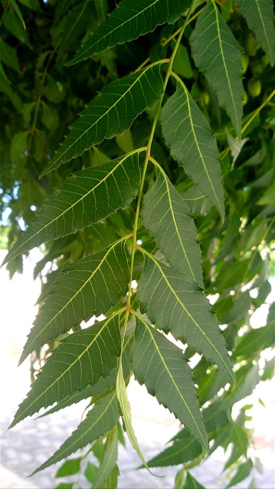 Caule de folhas de nim, em Alexandria, Rio Grande do Norte, Brasil.