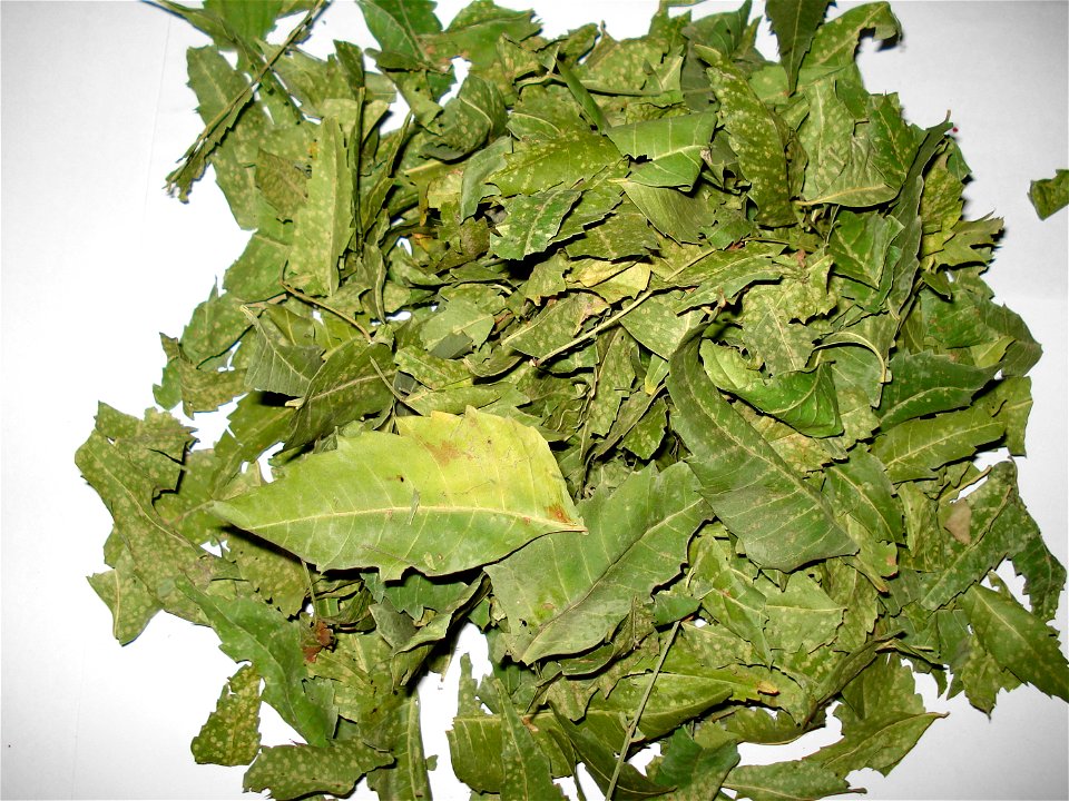 Neem is very effective in skin ailments, one can boil some neem leaves in water and take bath