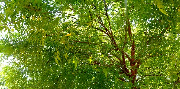 Picture of neem tree taken on wide-angle , Tamilnadu, India photo