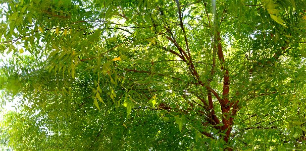 Picture of neem tree taken on wide-angle , Tamilnadu, India