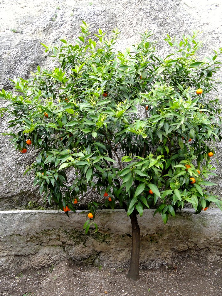 Citrus reticulata in the Limonaia del Castel, Limone sul Garda, on Lake Garda, Brescia, Italy.