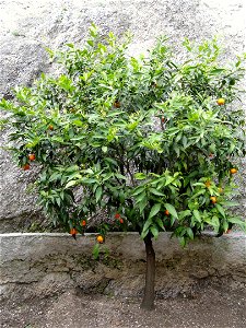 Citrus reticulata in the Limonaia del Castel, Limone sul Garda, on Lake Garda, Brescia, Italy. photo