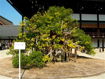 Ukonnotachibana, Kyoto Imperial Palace. taken in 2008.