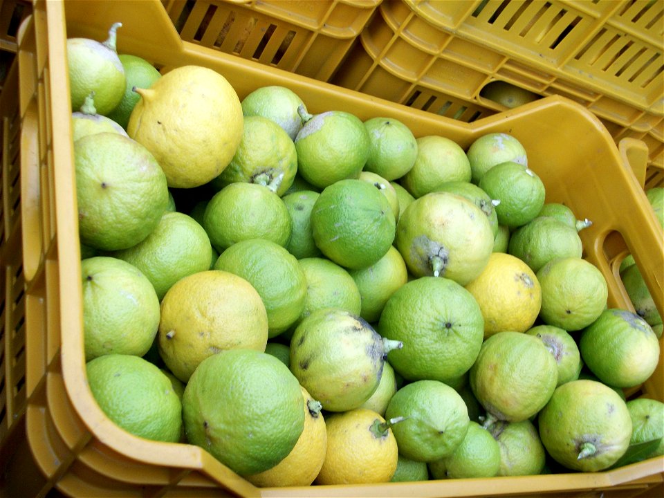 cassetta di bergamotti appena raccolti e destinati alla produzione di essenza