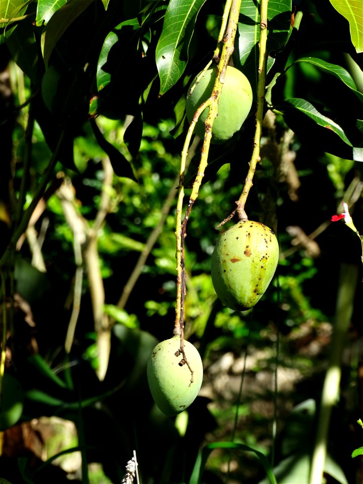For this disease, the spots on fruits have a rough texture, cracked open at the centers of lesions. These symptoms may appear on immature fruits, well before ripening. Infected leaves have black to br