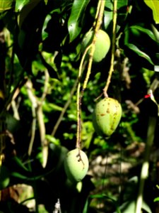 For this disease, the spots on fruits have a rough texture, cracked open at the centers of lesions. These symptoms may appear on immature fruits, well before ripening. Infected leaves have black to br