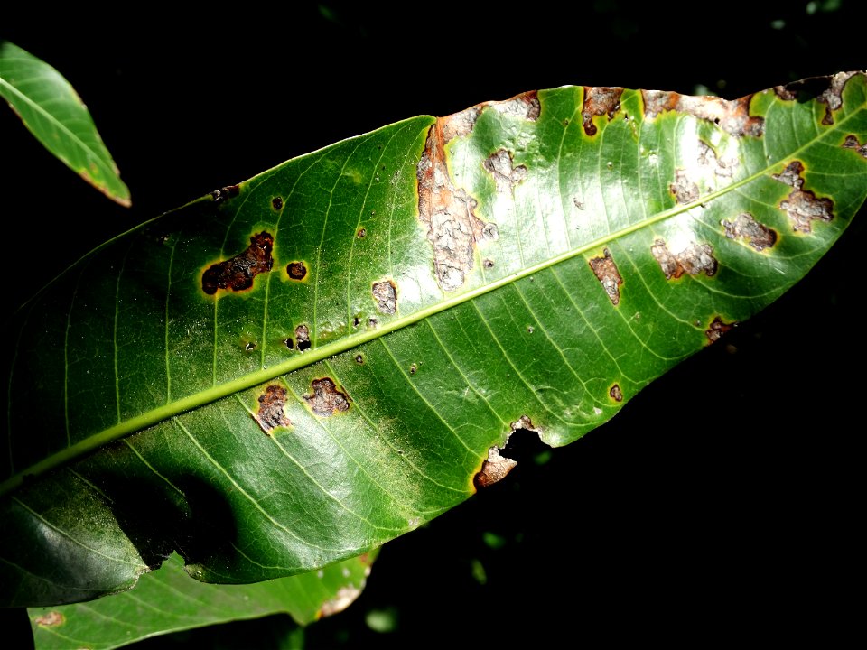 For this disease, the spots on fruits have a rough texture, cracked open at the centers of lesions. These symptoms may appear on immature fruits, well before ripening. Infected leaves have black to br