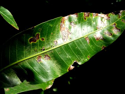 For this disease, the spots on fruits have a rough texture, cracked open at the centers of lesions. These symptoms may appear on immature fruits, well before ripening. Infected leaves have black to br