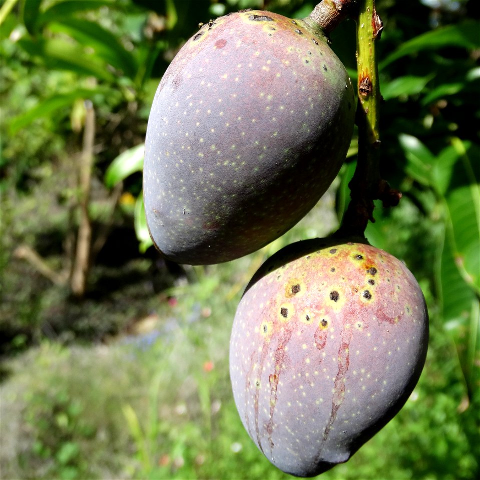 For this disease, the spots on fruits have a rough texture, cracked open at the centers of lesions. These symptoms may appear on immature fruits, well before ripening. Infected leaves have black to br