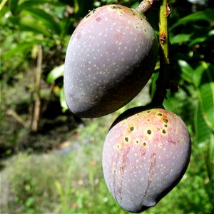 For this disease, the spots on fruits have a rough texture, cracked open at the centers of lesions. These symptoms may appear on immature fruits, well before ripening. Infected leaves have black to br