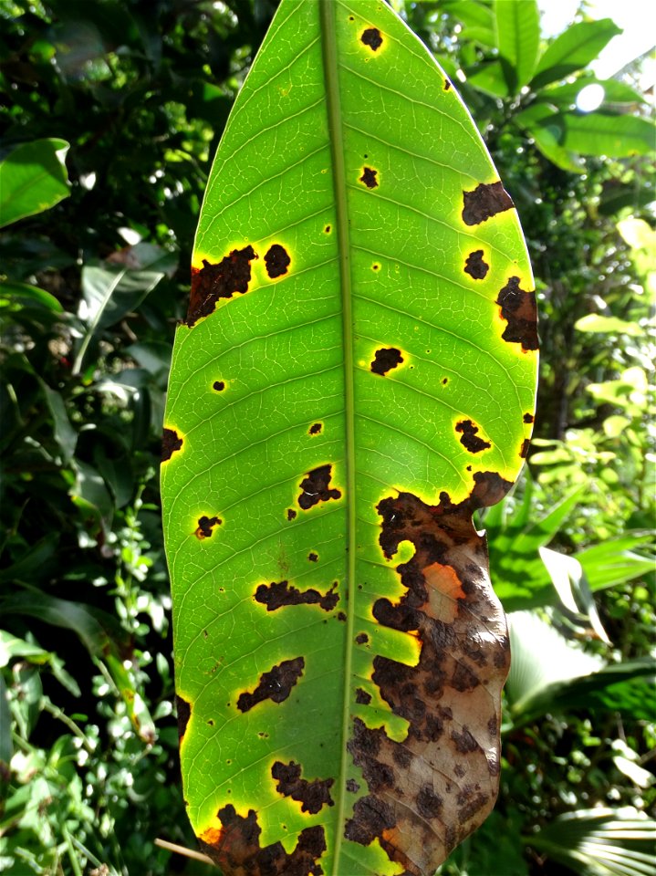 For this disease, the spots on fruits have a rough texture, cracked open at the centers of lesions. These symptoms may appear on immature fruits, well before ripening. Infected leaves have black to br