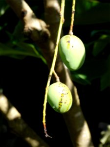 For this disease, the spots on fruits have a rough texture, cracked open at the centers of lesions. These symptoms may appear on immature fruits, well before ripening. Infected leaves have black to br
