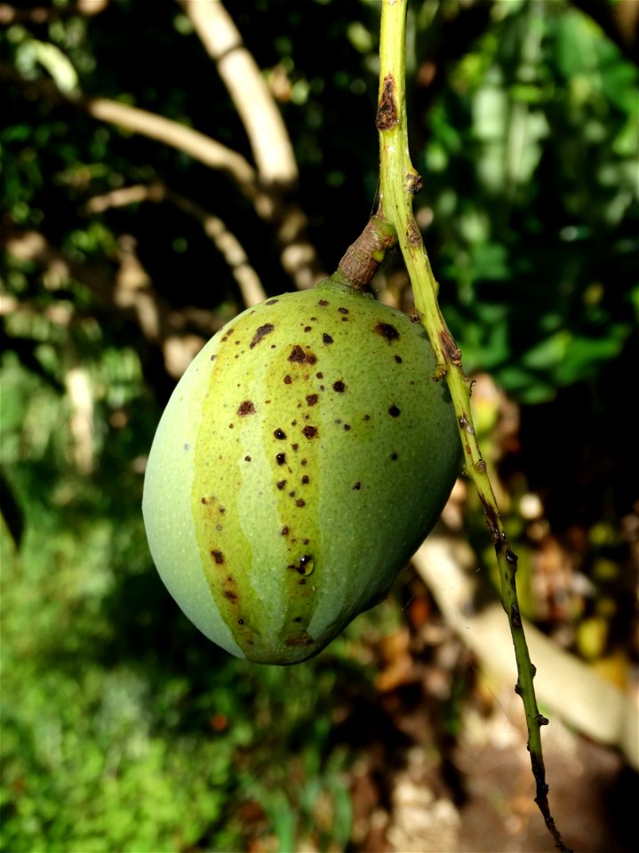 For this disease, the spots on fruits have a rough texture, cracked open at the centers of lesions. These symptoms may appear on immature fruits, well before ripening. Infected leaves have black to br