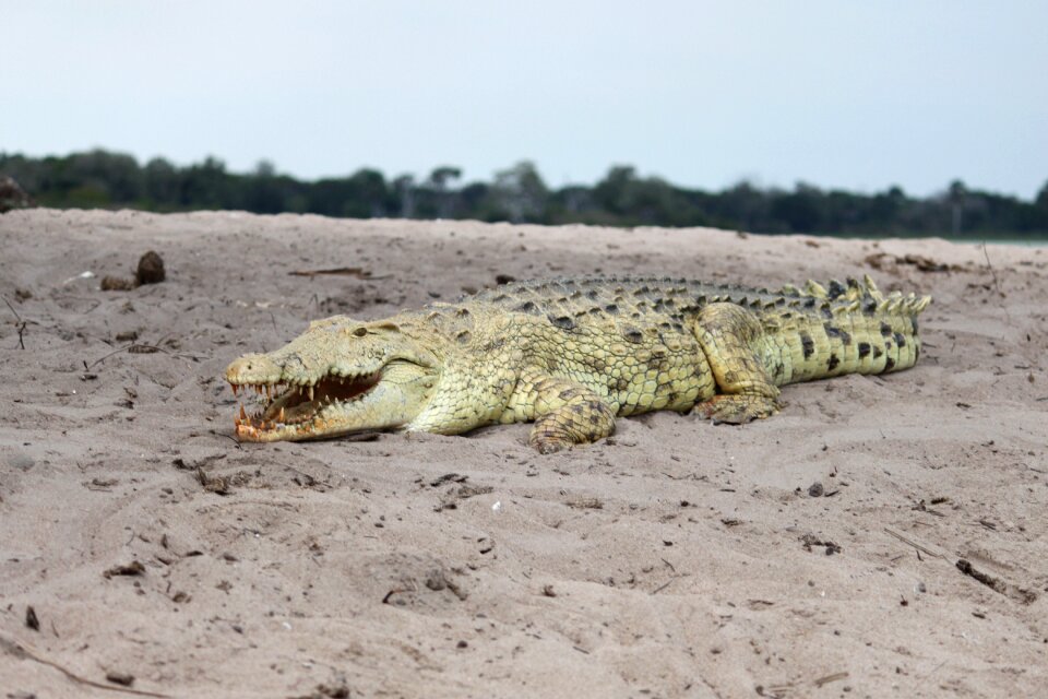 Nature wildlife crocodile