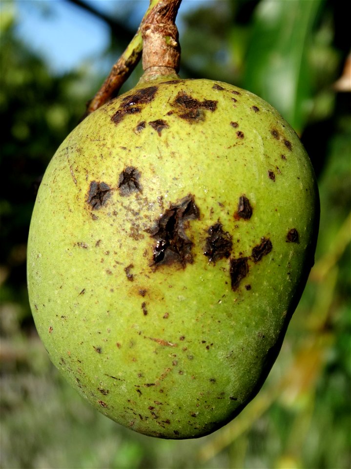 For this disease, the spots on fruits have a rough texture, cracked open at the centers of lesions. These symptoms may appear on immature fruits, well before ripening. Infected leaves have black to br