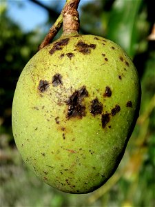 For this disease, the spots on fruits have a rough texture, cracked open at the centers of lesions. These symptoms may appear on immature fruits, well before ripening. Infected leaves have black to br