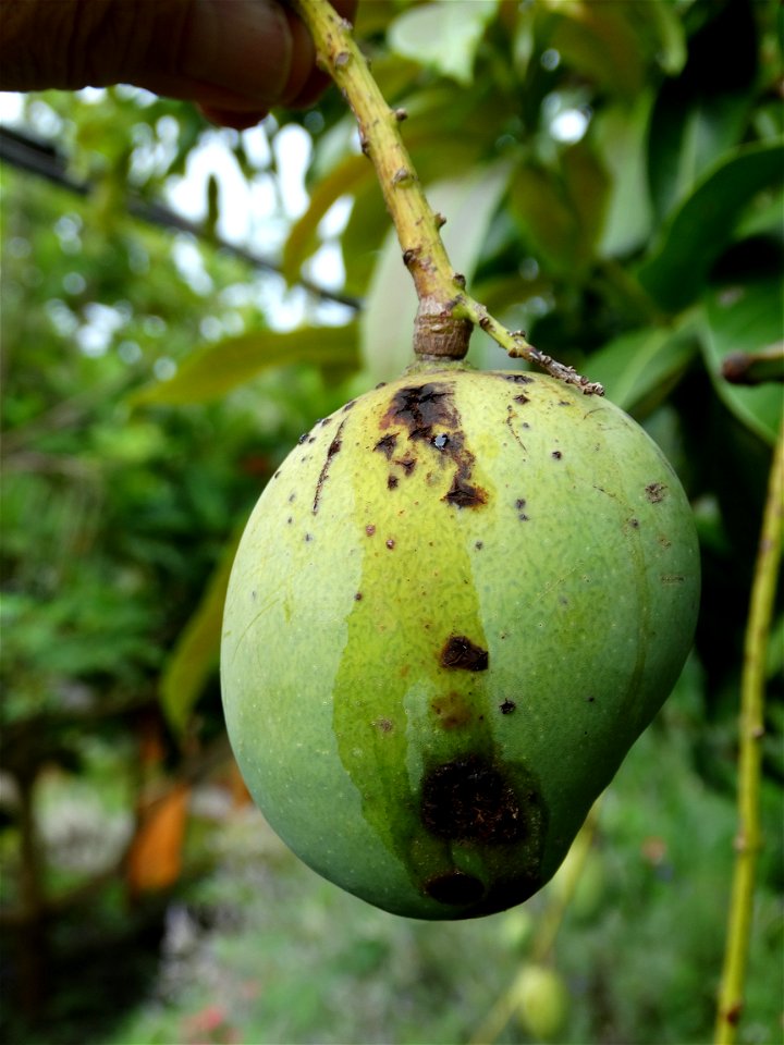 For this disease, the spots on fruits have a rough texture, cracked open at the centers of lesions. These symptoms may appear on immature fruits, well before ripening. Infected leaves have black to br