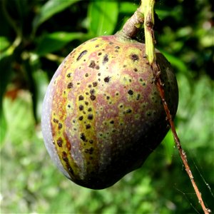For this disease, the spots on fruits have a rough texture, cracked open at the centers of lesions. These symptoms may appear on immature fruits, well before ripening. Infected leaves have black to br