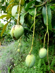 For this disease, the spots on fruits have a rough texture, cracked open at the centers of lesions. These symptoms may appear on immature fruits, well before ripening. Infected leaves have black to br
