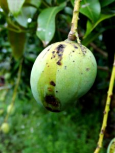 For this disease, the spots on fruits have a rough texture, cracked open at the centers of lesions. These symptoms may appear on immature fruits, well before ripening. Infected leaves have black to br photo