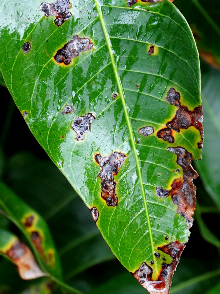 For this disease, the spots on fruits have a rough texture, cracked open at the centers of lesions. These symptoms may appear on immature fruits, well before ripening. Infected leaves have black to br