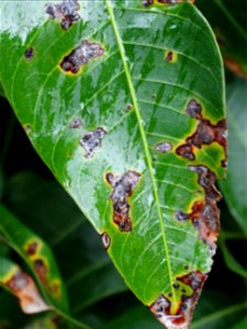 For this disease, the spots on fruits have a rough texture, cracked open at the centers of lesions. These symptoms may appear on immature fruits, well before ripening. Infected leaves have black to br