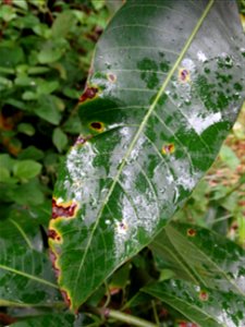 For this disease, the spots on fruits have a rough texture, cracked open at the centers of lesions. These symptoms may appear on immature fruits, well before ripening. Infected leaves have black to br
