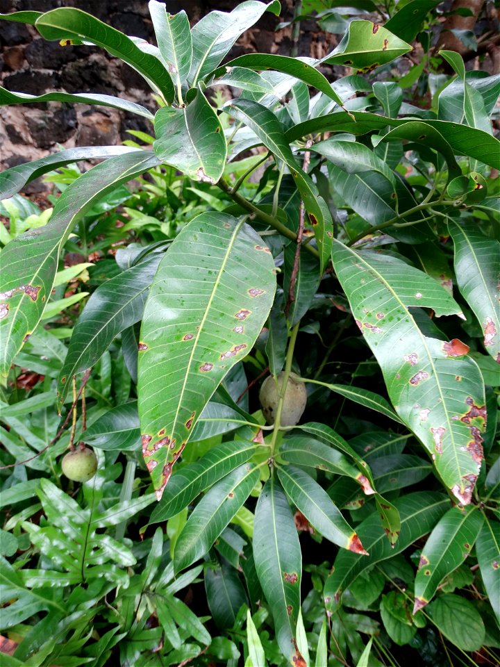 For this disease, the spots on fruits have a rough texture, cracked open at the centers of lesions. These symptoms may appear on immature fruits, well before ripening. Infected leaves have black to br