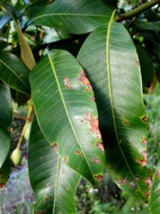 For this disease, the spots on fruits have a rough texture, cracked open at the centers of lesions. These symptoms may appear on immature fruits, well before ripening. Infected leaves have black to br photo