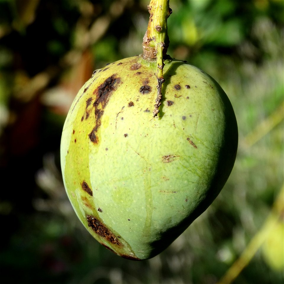 For this disease, the spots on fruits have a rough texture, cracked open at the centers of lesions. These symptoms may appear on immature fruits, well before ripening. Infected leaves have black to br