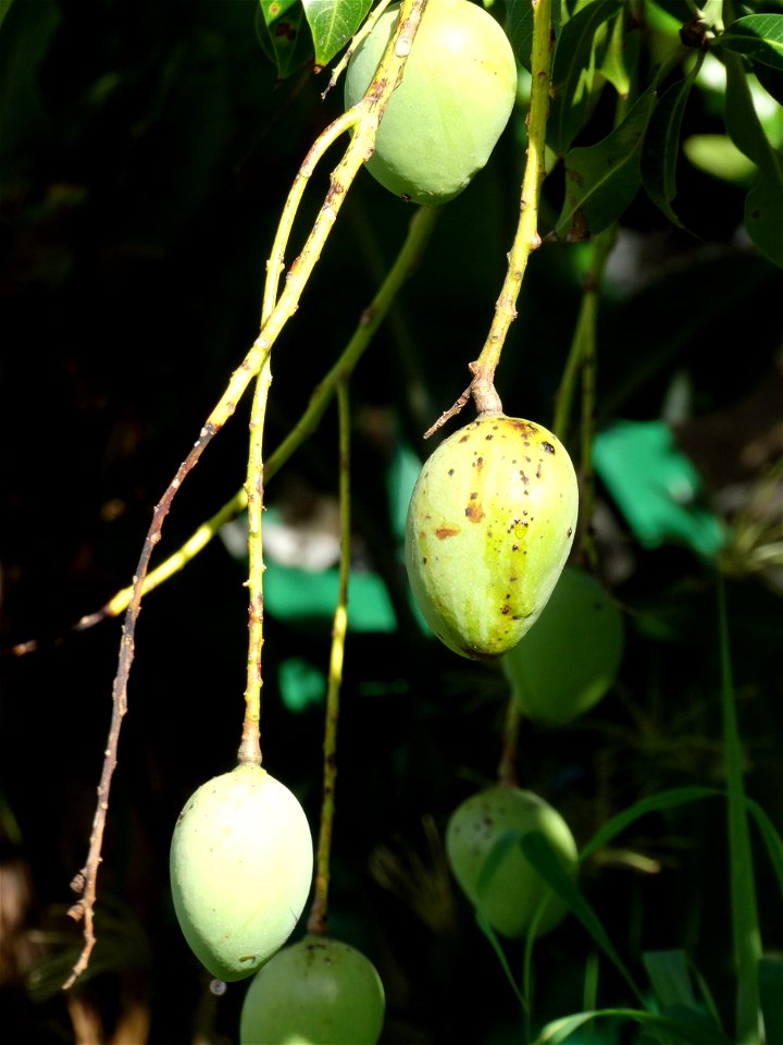 For this disease, the spots on fruits have a rough texture, cracked open at the centers of lesions. These symptoms may appear on immature fruits, well before ripening. Infected leaves have black to br