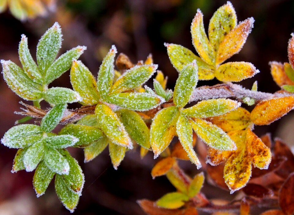 Frozen hoarfrost eiskristalle