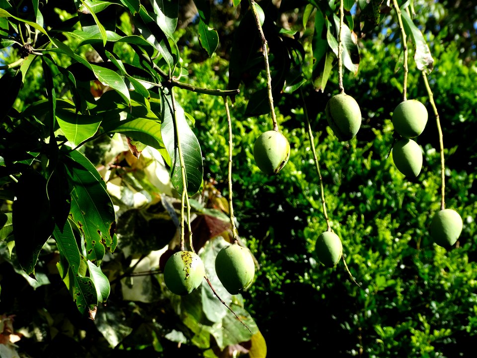For this disease, the spots on fruits have a rough texture, cracked open at the centers of lesions. These symptoms may appear on immature fruits, well before ripening. Infected leaves have black to br