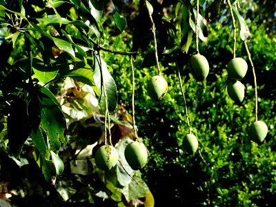 For this disease, the spots on fruits have a rough texture, cracked open at the centers of lesions. These symptoms may appear on immature fruits, well before ripening. Infected leaves have black to br