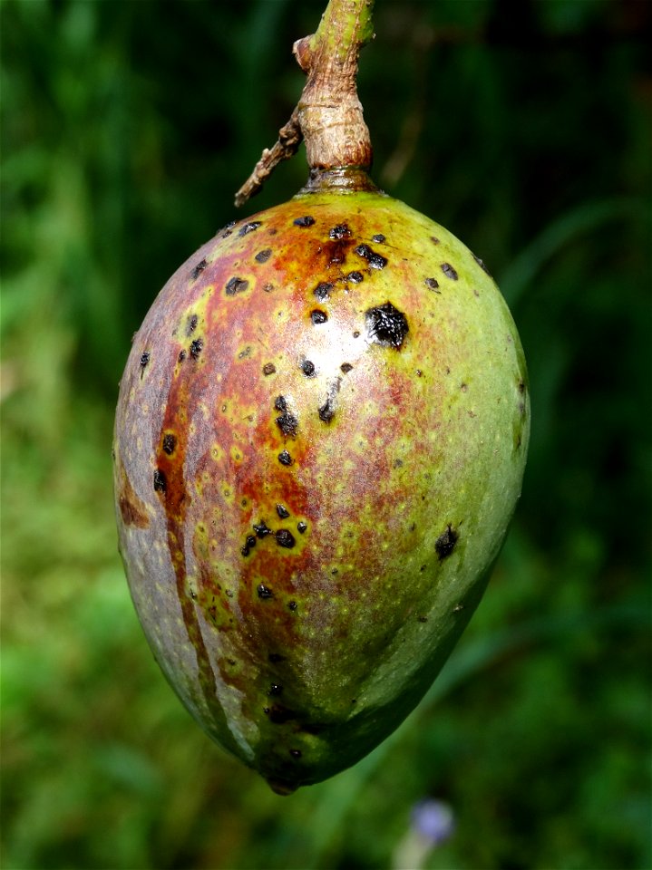For this disease, the spots on fruits have a rough texture, cracked open at the centers of lesions. These symptoms may appear on immature fruits, well before ripening. Infected leaves have black to br
