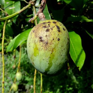 For this disease, the spots on fruits have a rough texture, cracked open at the centers of lesions. These symptoms may appear on immature fruits, well before ripening. Infected leaves have black to br