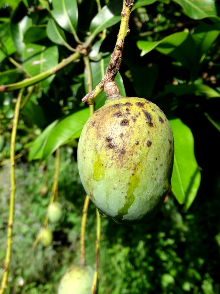For this disease, the spots on fruits have a rough texture, cracked open at the centers of lesions. These symptoms may appear on immature fruits, well before ripening. Infected leaves have black to br