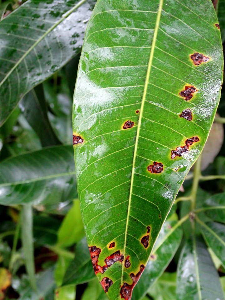 For this disease, the spots on fruits have a rough texture, cracked open at the centers of lesions. These symptoms may appear on immature fruits, well before ripening. Infected leaves have black to br