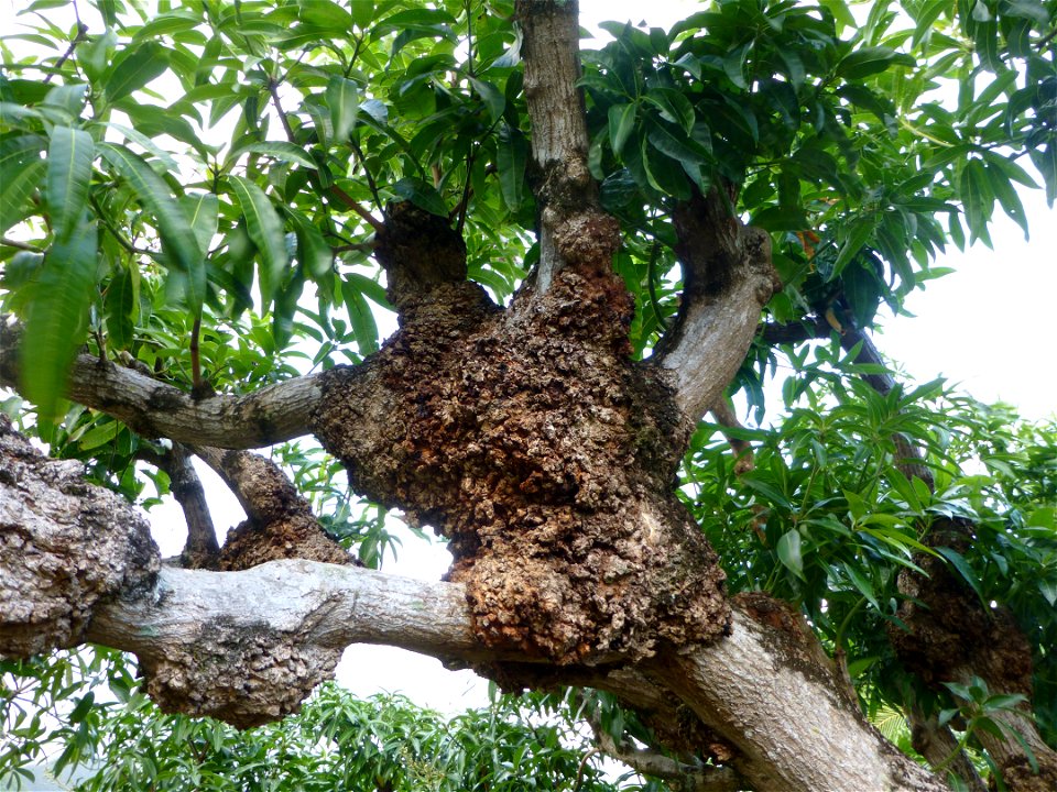 Host: 'Pirie' mango
Photograph by B. Kuwana



In an email to Wikimedia Commons' Volunteer Response Team, Scot Nelson has released all content from their Flickr photostream under the Creative Commons 