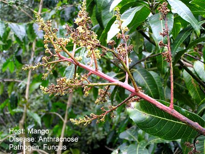 Mango anthracnose caused by Colletotrichum gloeosporiodes.